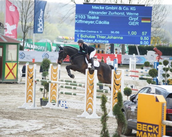 jumper Teake 10 (KWPN (Royal Dutch Sporthorse), 2008) jumper Teake 10 (KWPN (Royal Dutch Sporthorse), 2008)