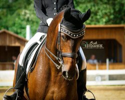 dressage horse Roma Antiqua (Hanoverian, 2007, from Rascalino)
