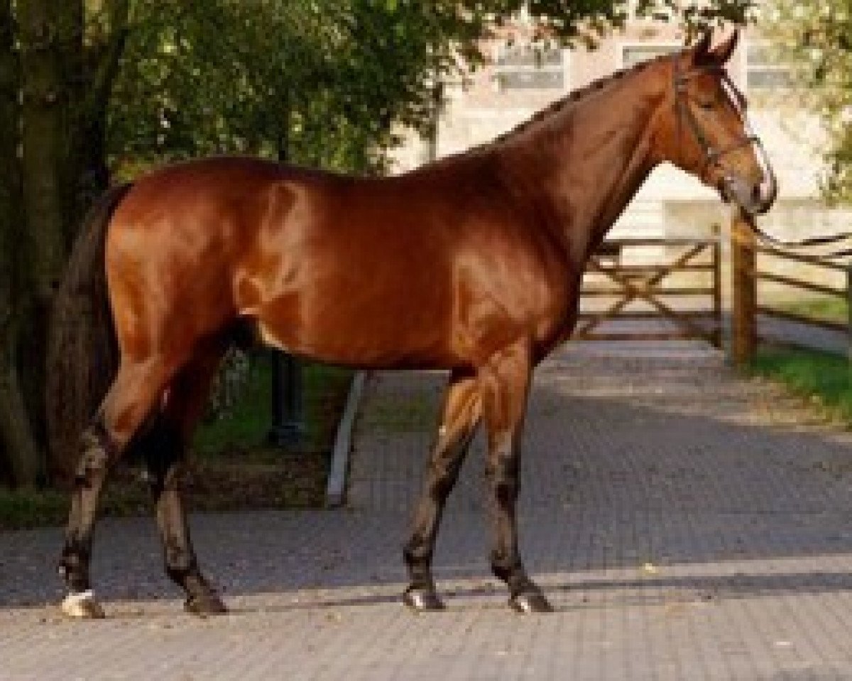 Deckhengst For The Moon (Hessisches Warmblut, 1999, von For Pleasure)
