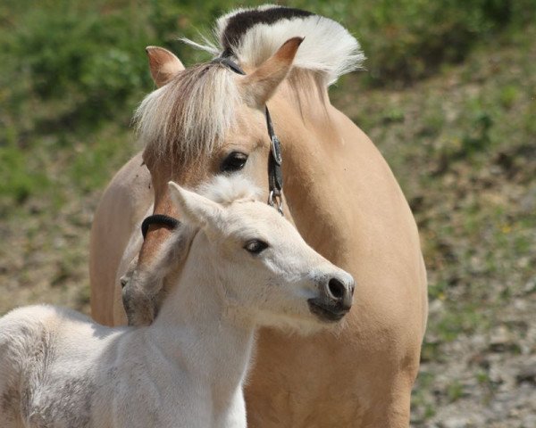 horse Laurin (Fjord Horse, 2020, from Legolas)