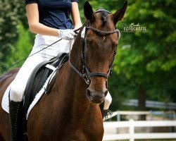 dressage horse Let's Dance 100 (Hanoverian, 2011, from Lauries Crusador xx)