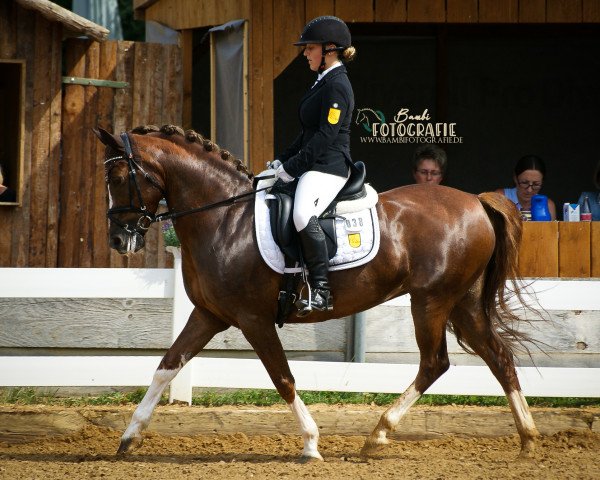 Dressurpferd Brandywine (Deutsches Reitpony, 2004, von Bavarottie)