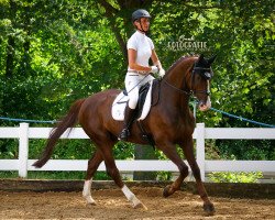 dressage horse Desperaux (Oldenburg, 2006, from Dimaggio)