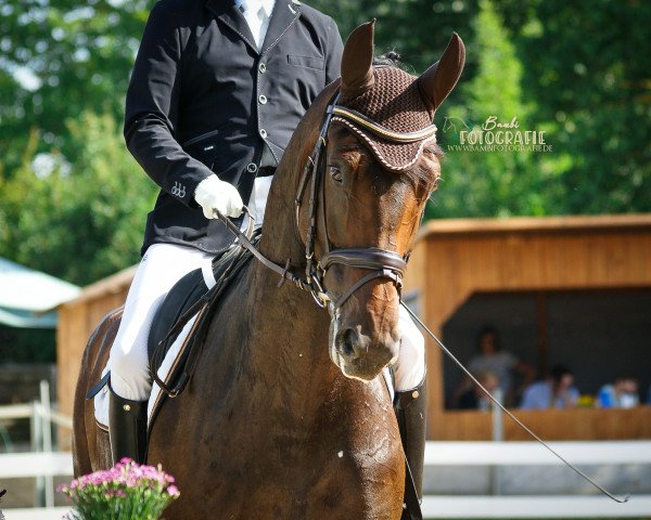 dressage horse Rosegarden HR (Hanoverian, 2012, from Riccione)