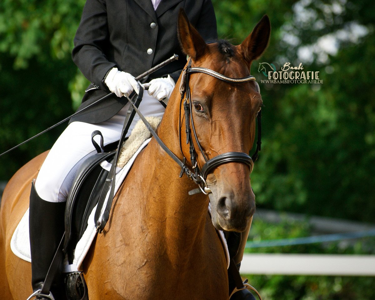 dressage horse Greenhof Gloriosa (Württemberger, 2002, from Grafenstolz)