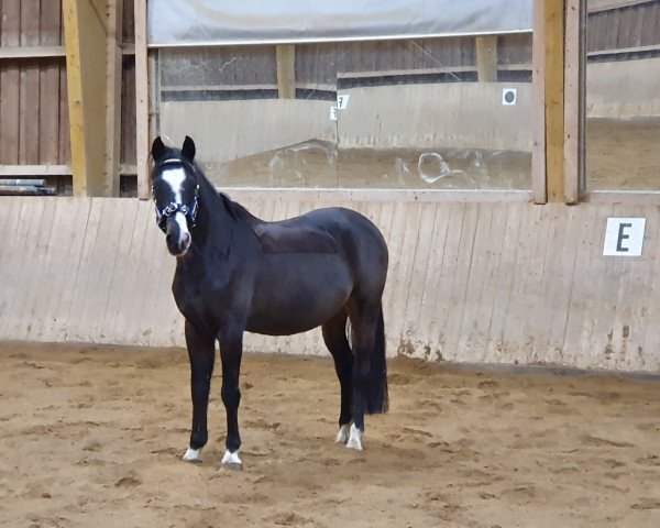 horse Sambuca 89 (Hungarian Warmblood,  )