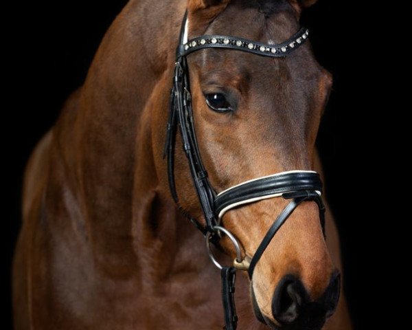 dressage horse Firlefanz 109 (Hanoverian, 2012, from Franziskus FRH)