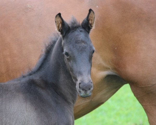 horse Quintago (Oldenburg, 2020, from Integer)