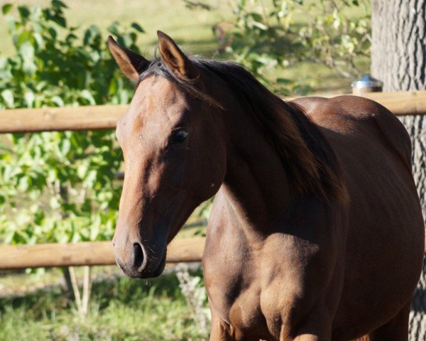 broodmare Girly Blue HS (Oldenburg show jumper, 2017, from Action Blue)