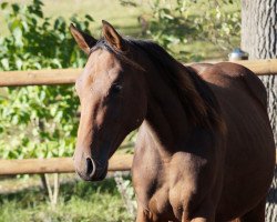broodmare Girly Blue HS (Oldenburg show jumper, 2017, from Action Blue)