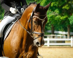 dressage horse Lamborghini 86 (Hanoverian, 2007, from Locksley II)