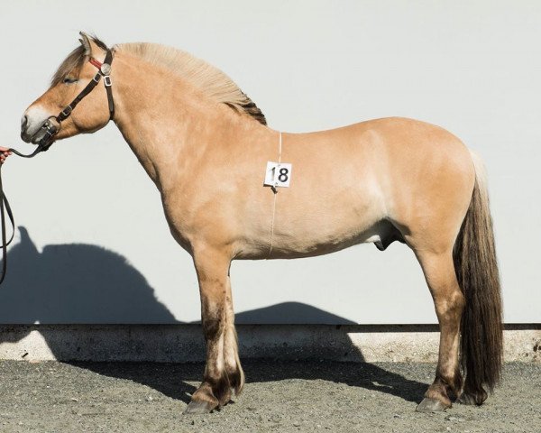horse Aismann (Fjord Horse, 2014, from Nytuns Heiden)