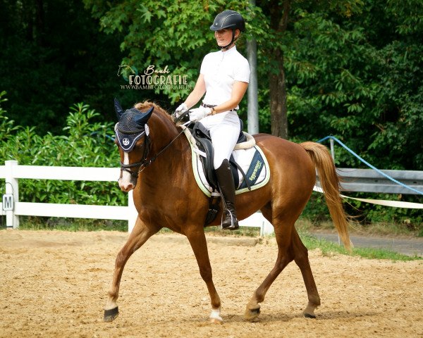 Geländepferd Brisca CMB (Deutsches Reitpony, 2014, von Troll)
