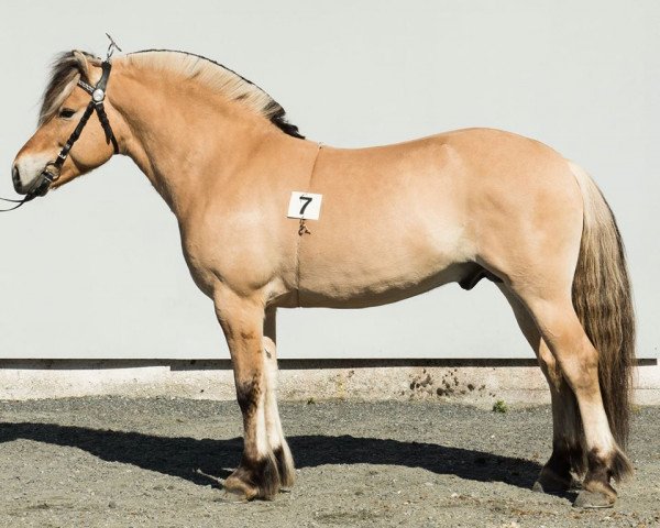 stallion Bråtens Bråfin (Fjord Horse, 2013, from Fløgstad Odin) stallion Bråtens Bråfin (Fjord Horse, 2013, from Fløgstad Odin)