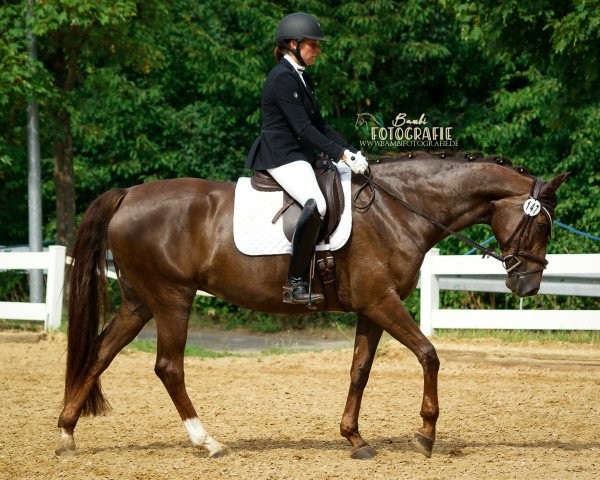 horse Damon's Darcy Rose (Westphalian, 2014, from Damon Hill)