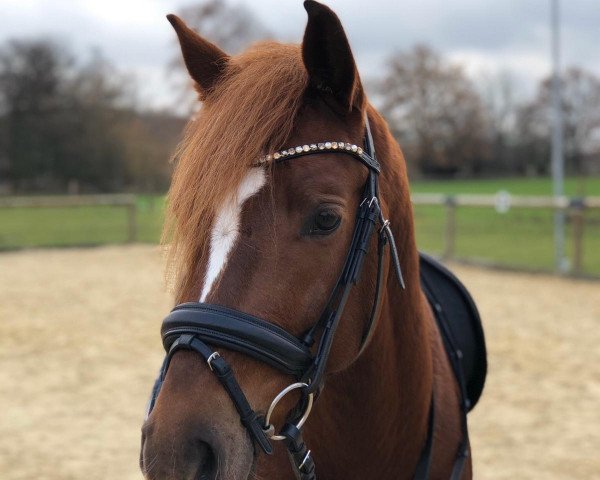 Dressurpferd Mikado (Deutsches Reitpony, 2016, von Dark Dornik)