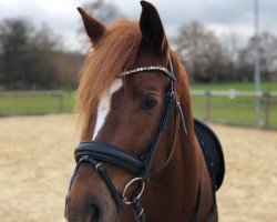 dressage horse Mikado (German Riding Pony, 2016, from Dark Dornik)