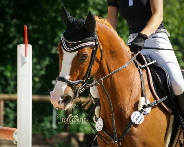 jumper Ferdinand 313 (KWPN (Royal Dutch Sporthorse), 2010, from Faldo)