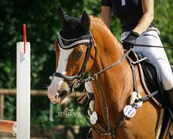 jumper Ferdinand 313 (KWPN (Royal Dutch Sporthorse), 2010, from Faldo)