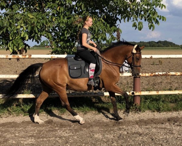 horse Amour c'est moi (Westphalian, 2000, from Alabaster)