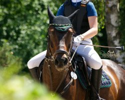 jumper Champions League Hs (Bavarian, 2008, from Cheenook)
