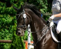 Springpferd Up To Date 62 (Oldenburger, 2011, von Royal Classic I)