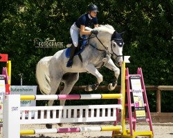 Springpferd TH Cannavaro (Oldenburger Springpferd, 2008, von Camposanto)