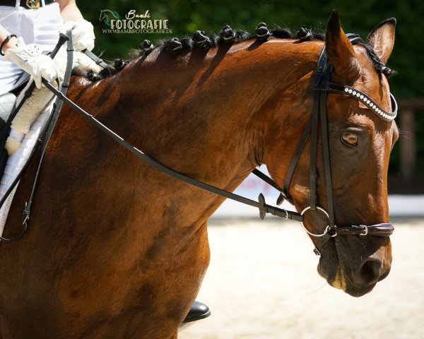 Dressurpferd Gigi 83 (Deutsches Reitpony, 2005, von Going East)
