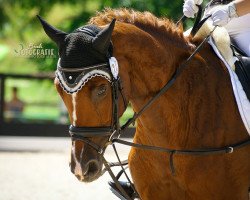 broodmare Quality Sun S (Hanoverian, 2011, from Quaterback)