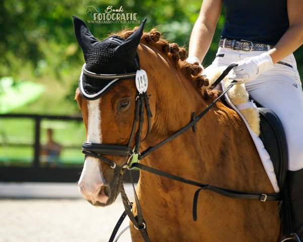 dressage horse Luke Skywalker 58 (Zweibrücken, 2007, from Loriot H 3)