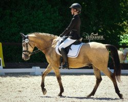 Dressurpferd Der kleine Donner 3 (Deutsches Reitpony, 2011, von Buschhof)