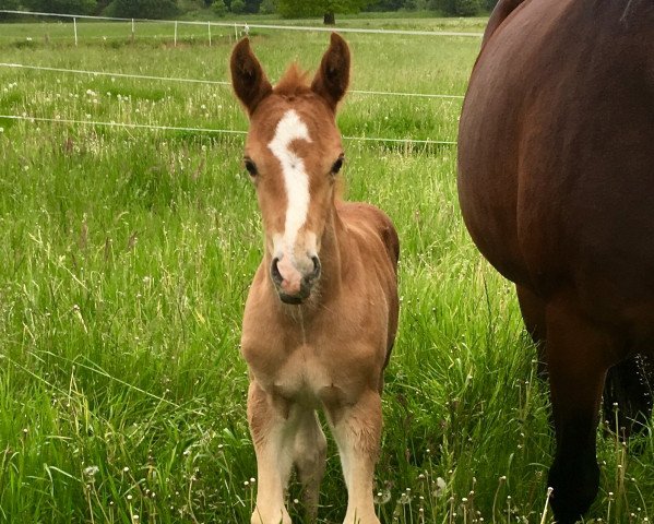 horse Darion 5 (Westphalian, 2018, from Deukalion B)