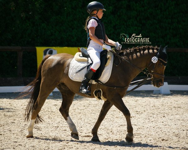 dressage horse Hofstee's Fresco (Welsh-Pony (Section B), 1999, from Casperhof's Freddy)
