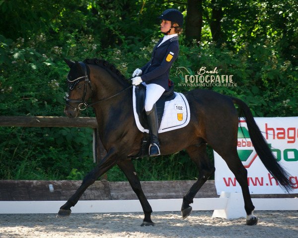 stallion D-Day AT (German Riding Pony, 2010, from Dance Star AT NRW)