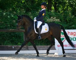 Deckhengst D-Day AT (Deutsches Reitpony, 2010, von Dance Star AT NRW)