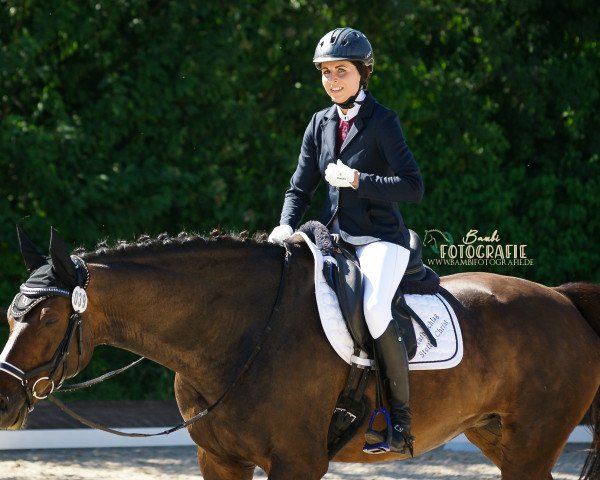 Springhest Calinca 13 (Westfaler, 2007, fra Cristallo 7)