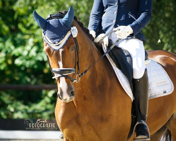 dressage horse Qasarina (Hanoverian, 2013, from Quasar de Charry)