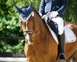 Dressage horse Qasarina (Hanoverian, 2013, from Quasar de Charry)