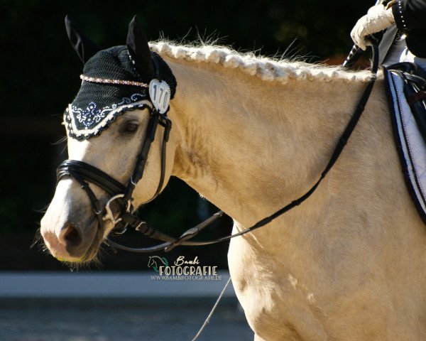 Dressurpferd Hykeham's Siegfried (Deutsches Reitpony, 2012, von Spring Star's Spirit)