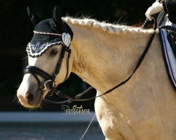 Dressurpferd Hykeham's Siegfried (Deutsches Reitpony, 2012, von Spring Star's Spirit)