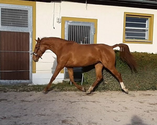 horse Princesse de ma vie (Hanoverian, 2016, from Le Vivaldi)