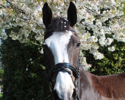 broodmare Lady Lagrain (Rhinelander, 2006, from Lagrain)