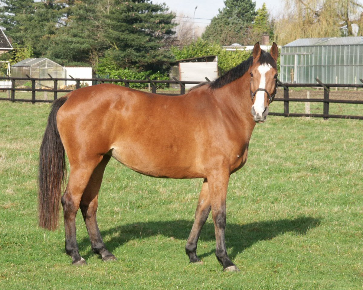 broodmare Isidora I (Holsteiner, 1994, from Nimmerdor)
