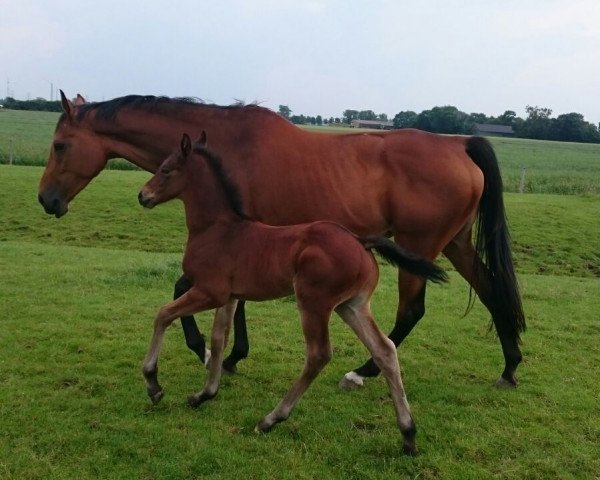 broodmare Bartolomea gli Aironi (Holsteiner, 2009, from Cyrkon xx)