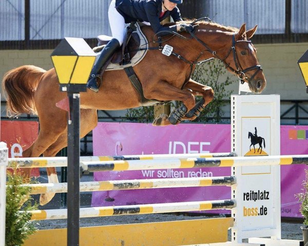 jumper Spartaniaoe (KWPN (Royal Dutch Sporthorse), 2011, from Spartacus TN)