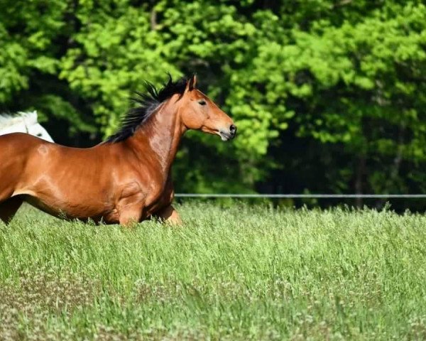 horse Cooper (Oldenburg, 2009, from Colander)