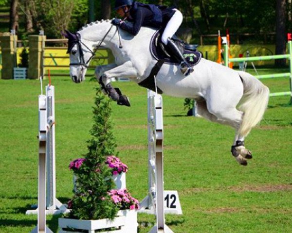 jumper Chicago (Cruzado-Portugues, 2007, from Coltaire Z)