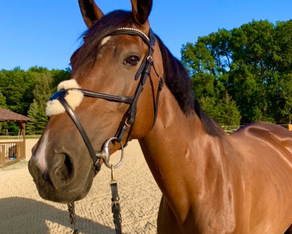 jumper Fipsi (German Sport Horse, 2011, from Flipper d'Elle)