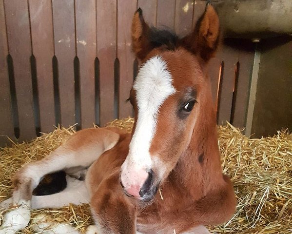 horse Diamond Duplo (German Riding Pony, 2018, from Diamond Touch NRW)