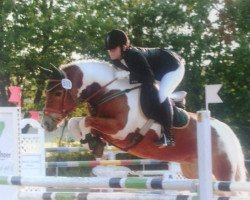 dressage horse Moonlight 274 (Tinker-Mix / Pinto Tinker / Crossbreed, 2000)